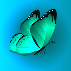 vector illustration of a butterfly