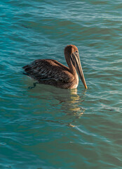 Pelícano nadando en las costas caribeñas