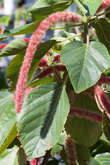 Chenille Plant red bloom