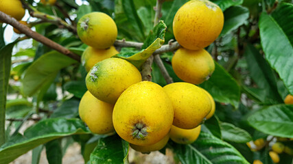 비파나무에 열린 비파 열매