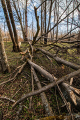 Fototapeta premium Złamana lipa