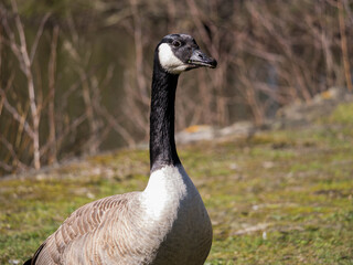 Eine Gans an einem See