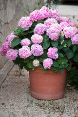 Bush of hydrangea in flower pot at town street. Flowerbed in garden. Pink, lilac, purple flowers blooming in summer and spring.