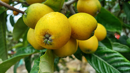 비파나무에 열린 비파 열매