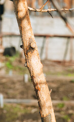Fototapeta premium Apple tree in the garden gnawed by wild hares. Selective focus.