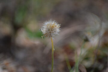 Achenes of tridax daisy OR coatbuttons flower OR Tridax procumbens containing dried seeds.Gujarat,India