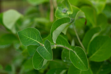 Garden after rain. Rain drops on the leaves of plants