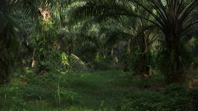 Palm oil trees in a plantation