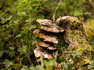 Baumpilz an einem Stamm