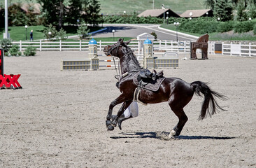 Horseman falls from a black horse in show jumping competitions