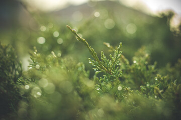 Morning dew, water drops on the plant. natural background close up