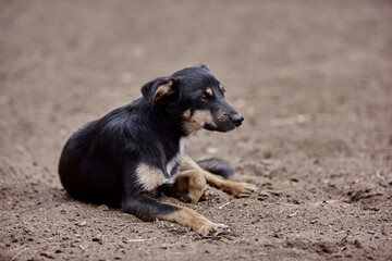 Shepherd puppy resting in nature