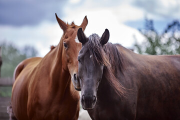 Fototapeta na wymiar Portrait of horses in nature