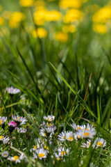 Stokrotki i mniszki © Sławomir Bodnar