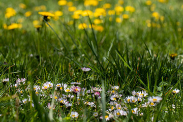 Stokrotki i mniszki © Sławomir Bodnar