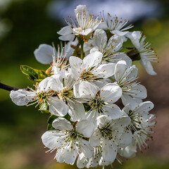 Kwiat wiśni © Sławomir Bodnar