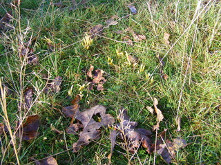 autumn,woods,mushrooms,sunny,trees