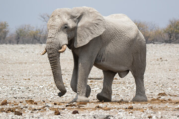 Fototapeta na wymiar One big male African Elephant walking down the plains of Etosha National Park.