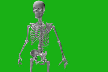 Human skeleton on a green background. Skeleton in activity with torso and spine. Background for backpain, radiology and bone desctiption 