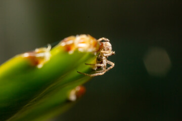 Macro photo of a little spider on a flower