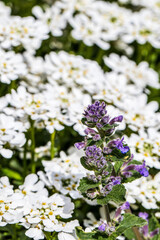 Kwitnący ubiorek wiecznie zielony i kocimiętka