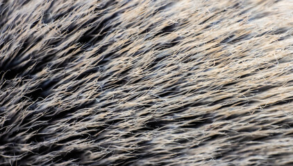 Powder brush close up. Macro photo. Background image