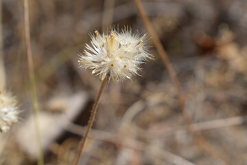 Achenes of tridax daisy OR coatbuttons flower OR Tridax procumbens containing dried seeds.Gujarat,India