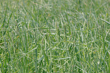 Meadow summer green grass pattern background. Calm and peace,