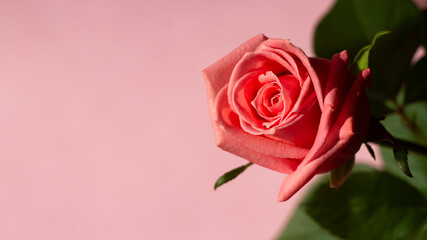 Beautiful rose on a pink background, wedding design, anniversary, invitations, greetings, mock up. Flat lay, top view, copy space.