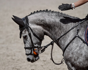 Gray horse performs in show jumping competitions