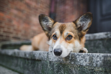Obraz premium Welsh corgi pembroke dog laying down on the stairs in from of the house, guarding and waiting, portrait, sad