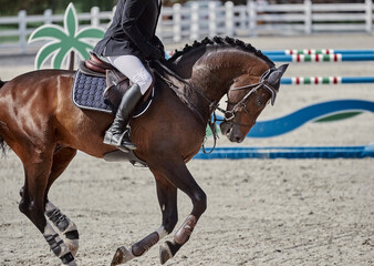 The bay horse performs in show jumping competitions