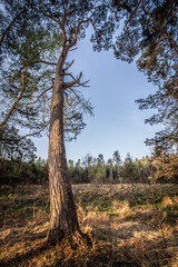 Leśna polana © Sławomir Bodnar