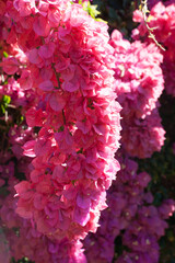 Pink flowers in the sunshine