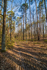 Fototapeta premium Leśna droga wiosną