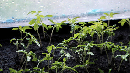 close-up of tomato sprouts in a pot with earth stands at the window