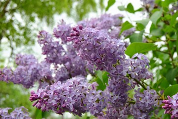 structural photophone of small lilac flowers and green leaves, soft focus