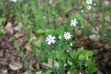 White anemone in the forrest