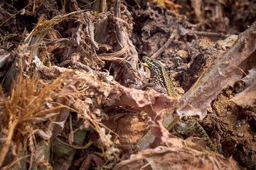 Common wall lizard sunbathing (Podarcis muralis)