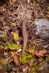 Common wall lizard sunbathing (Podarcis muralis)
