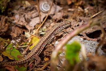 Common wall lizard sunbathing (Podarcis muralis)