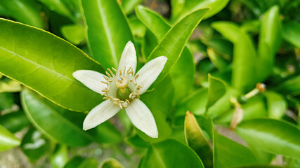 Tangerine flowers blooming on a tangerine tree in Jeju Island, Korea