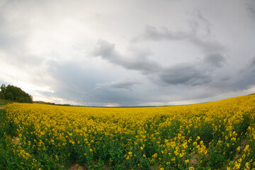 Obraz premium Rural spring landscape with ripe