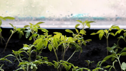 leaf of a sprout plant close-up in drops of water after watering, indoor garden eco-friendly