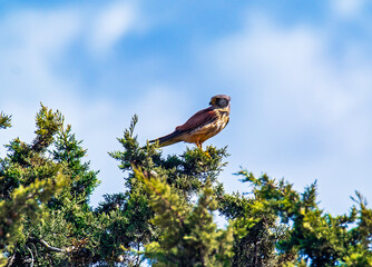 A male common kestrel (Falco tinnunculus) perched on a treetop observing his surroundings 