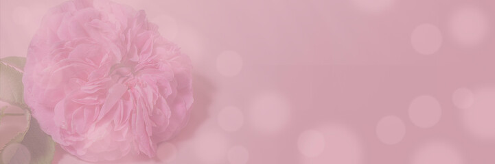 Fototapeta premium Soft focus floral background. Spring flowers, pink background. Delicate tea rose flowers with bokeh over blur banner, header or billboard. Valentine, love, mother's day, wedding, summer and spring.