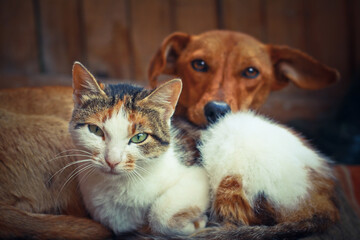 Love pets sleeping on a rug. Dog and cat lie together and are friends. Veterinary stock photo