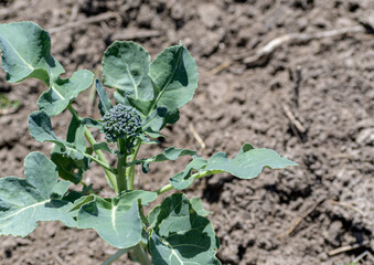 Young broccoli plant growing in garden