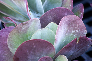 Plant with purple and green leaves