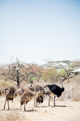 Group of Ostriches